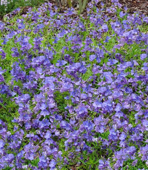 Veronica Heavenly Blue Common Name Harebell Speedwell This
