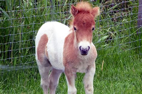Dwarf Miniature Ponies For Sale