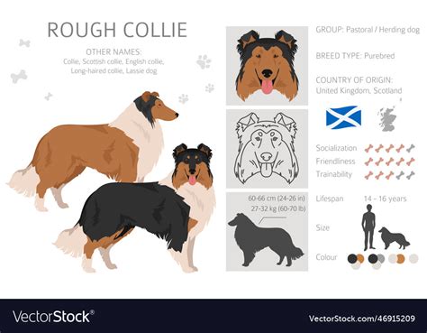 Rough Collie Clipart Different Poses Coat Colors Vector Image