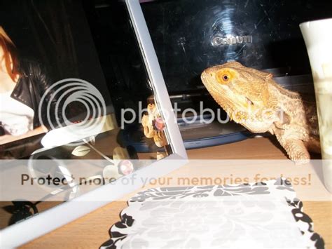 Viv Pics Only Thread Bearded Dragon Org