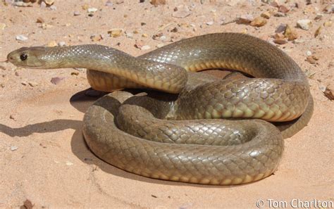 Calphotos Pseudonaja Mengdeni Western Brown Snake