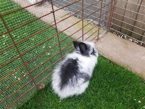 Double Maned Lionhead Baby Bunnies For Sale In Barnsley South