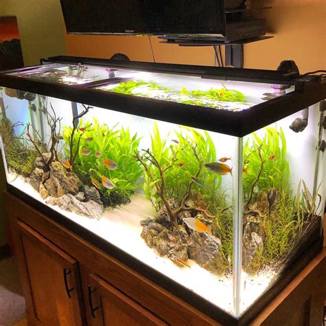 75 Gallon Rainbowfish Community Tank Aquariums