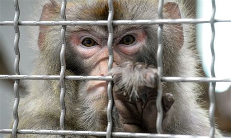 Where can i see the status of my refund? Scientists Infect Monkeys With Coronavirus in Search of a ...