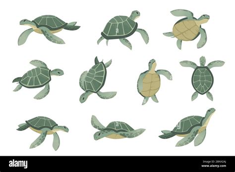 Set Of Big Green Sea Turtle Cartoon Cute Animal Design Ocean Tortoise