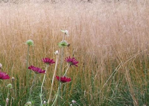 Deschampsia cespitosa семейство злаки (poaceae). Deschampsia cespitosa 'Goldschleier' | Tuinen Mien Ruys