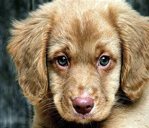 Puppy Sad Animals Best Wallpaper Background