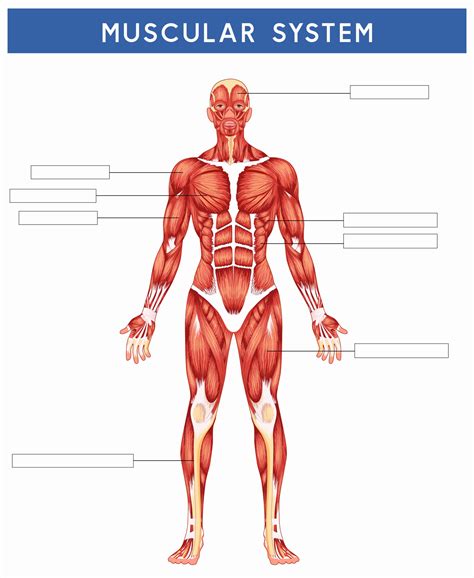 Muscle Diagram Worksheets Unique 6 Best Of Printable Worksheets Muscle