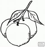 Orange Fruit Drawing Coloring Blossom Pages Getdrawings sketch template