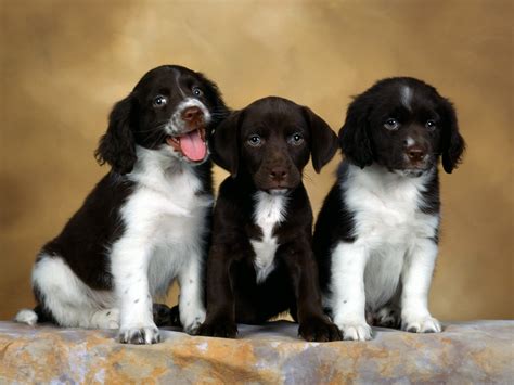 Animal Photo English Springer Spaniel Puppies