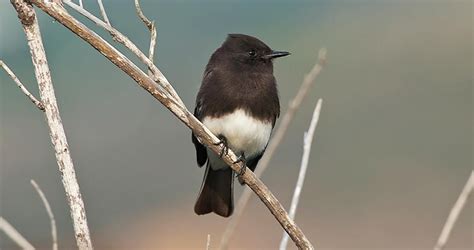 The Black Phoebe Is A Dapper Flycatcher Of The Western Us With A