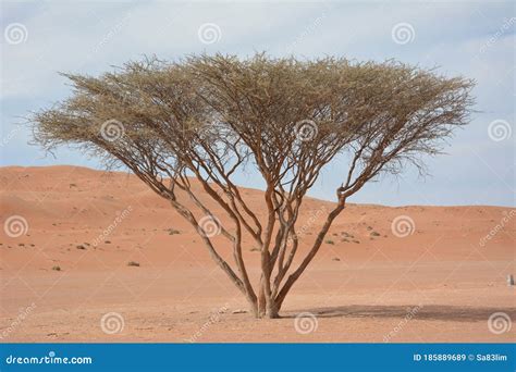 Desert Acacia Tree Stock Image Image Of Desert East 185889689