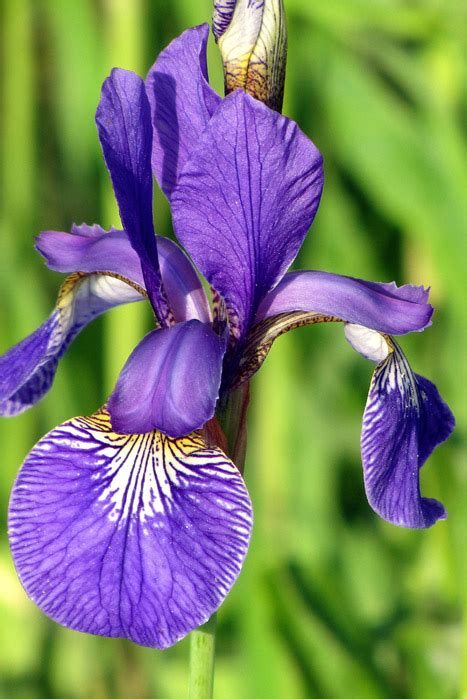 Iris Versicolor Blue Flag Iris