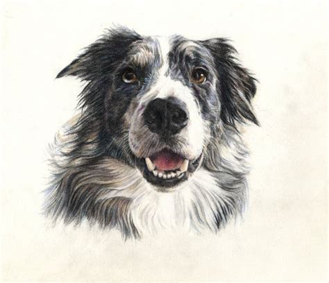 Border Collie In Coloured Pencil Beverley Courtney Dog Drawing