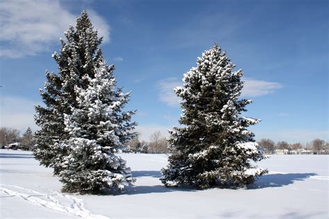 Pine Trees In The Snow Picture Free Photograph Photos