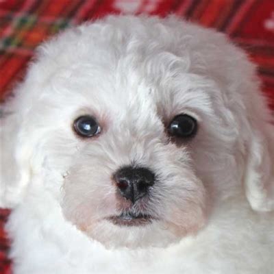 Puppyfinder.com is your source for finding an ideal bichon frise puppy for sale in california, usa area. Bichon Puppy for Sale at Heavenly Puppies