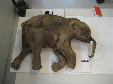 Histology Of A Woolly Mammoth Mammuthus Primigenius Preserved In