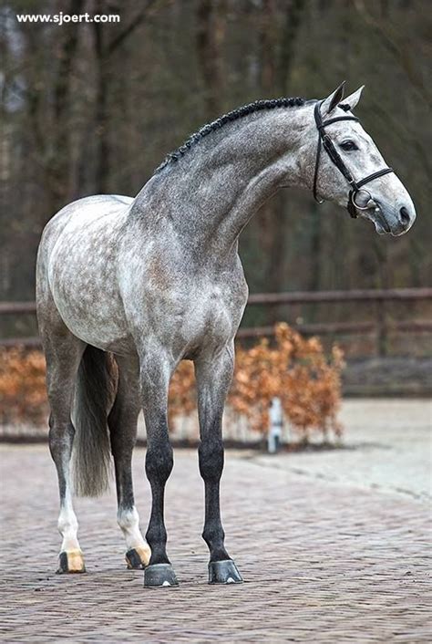 Dutch Warmblood Dapple Grey Horse Jumping