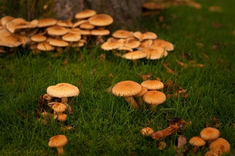 Mushrooms Are Magic Wild About Gardening