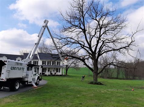 Tim bracewell built the company up to make it a leader in the tree trimming & removal industry. Tree Trimming | Specialty Tree Service