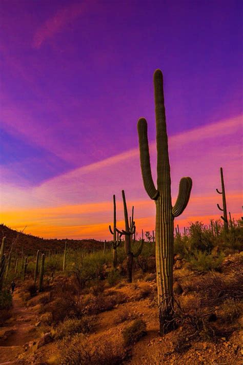 A southwest style courtyard was designed for family and critters to enjoy an enclosed outdoor space. twitter.com | Desert landscape photography, Sunset ...