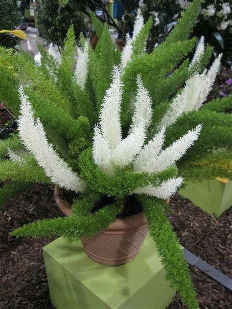 Where to buy the best mature varieties of 3 year asparagus roots and crowns for sale for spring planting 2021? Asparagus densiflorus 'Meyersii' or variegated foxtail ...