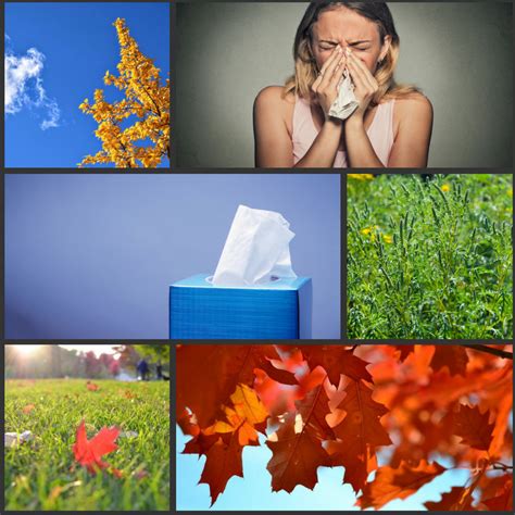 Fall Allergies Smart Solutions Allergyconsumerreview