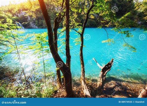 A Photo Of Fishes Swimming In A Lake Taken In The National Park