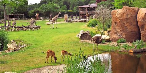 Soon it turned out that, thanks to such marketing move, the. Zoo Leipzig bleibt für Besucher weiterhin geschlossen