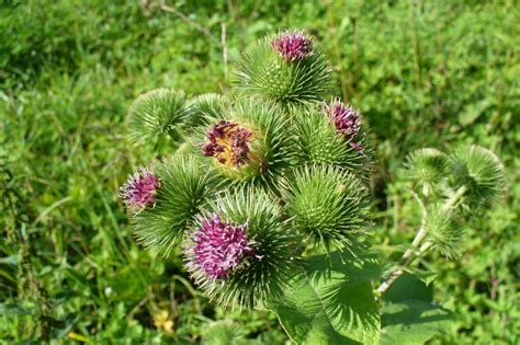 Nature Notes Greater Burdock The Times