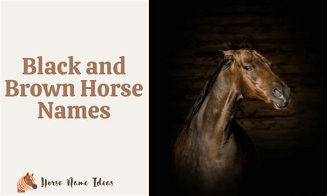 250 Black And Brown Horse Names With Meanings
