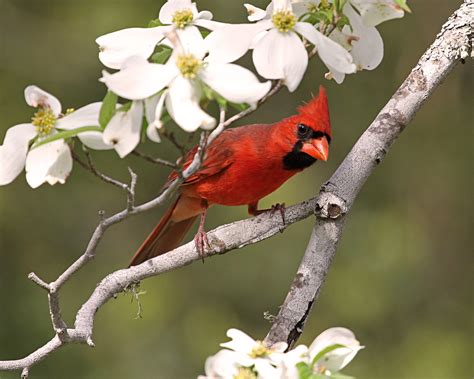 North Carolina State Bird And Flower Male Northern Cardina Flickr
