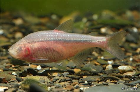 Astyanax mexicanus (Blind Cave Tetra) — Seriously Fish