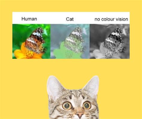 A Cats Vision Is Similar To A Human Who Is Color Blind They Can See