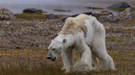 Starving Polar Bears Last Hours Captured In Heartbreaking Video