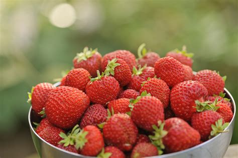 Honeoye Strawberry Care - How To Plant Honeoye Strawberries In The Garden