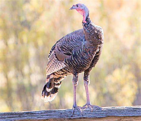 The turkey is a large bird in the genus meleagris, native to north america. Gobble up these turkey facts! — Deschutes Land Trust