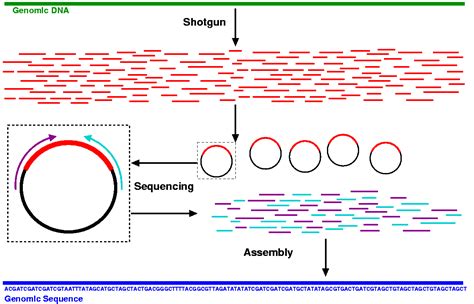 Shotgun Sequencing Mmg 233 2014 Genetics And Genomics Wiki Fandom