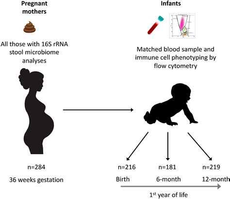 Frontiers Maternal Gut Microbiota During Pregnancy And The