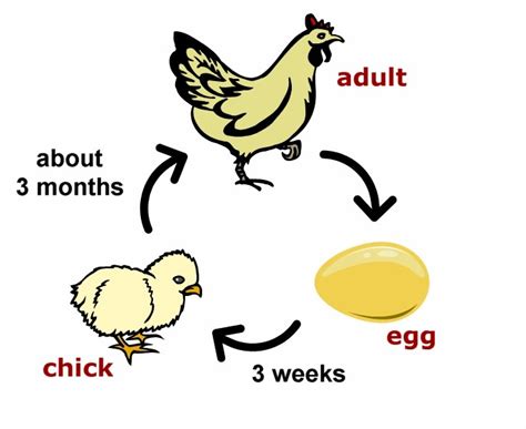 Exploring Science Wonderland Chicken Life Cycle