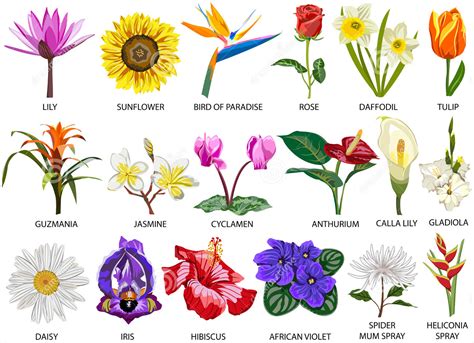 Flower Types | Raheeq Flowers