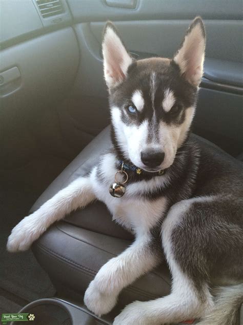Purebred Siberian Husky Male Stud Dog In Southeast The United States