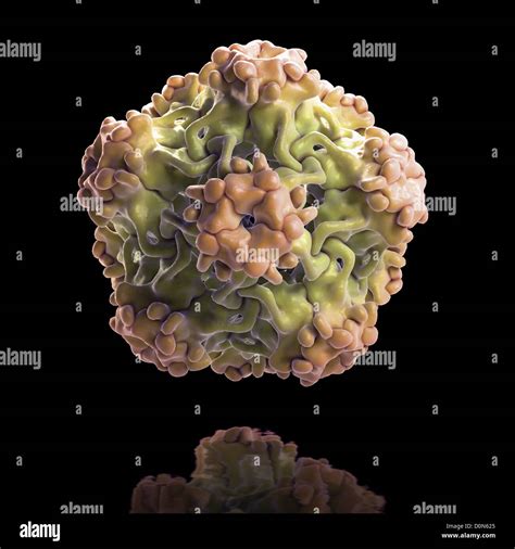 La estructura de pequeñas partículas similares al virus ensamblado