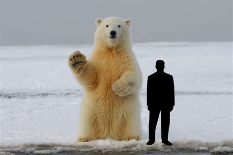 Grizzly Bear Standing Up Next To Human