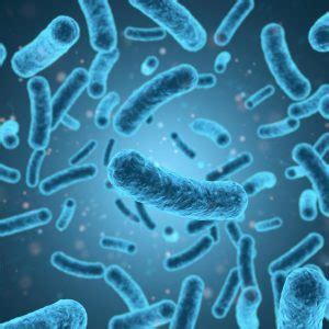 When it contaminates food, you can't see, smell. Listeria monocytogenes antibody (LZF7) - The Native ...