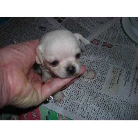 Quality chihuahua puppies for sale in california. Chihuahua breeders in North Carolina | FreeDogListings