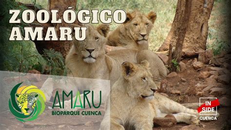 Conociendo El ZoolÓgico Amaru 🐯🐆🐒🐻 Cuenca Ecuador 2021 Inside Cuenca