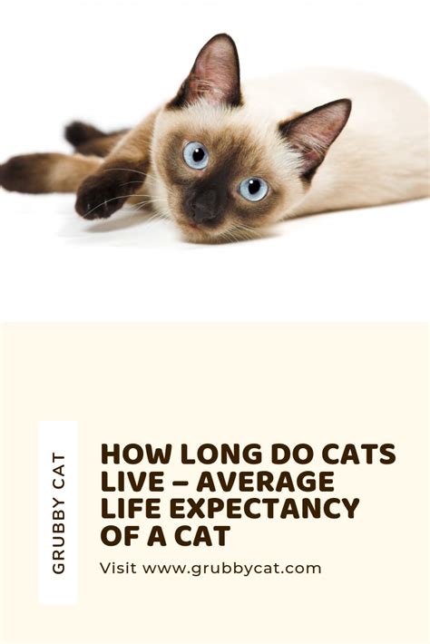 How Long Do Cats Live Average Life Expectancy Of A Cat Cats Life