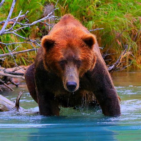 Grizzly Bear ~ At National Park In Alaska Lake Clark National Parks
