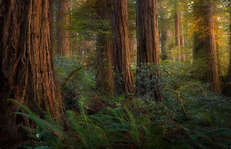 Redwood Forest Wallpapers Top Free Redwood Forest Backgrounds